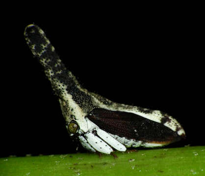 Image of Hypsoprora albopleura Fonseca