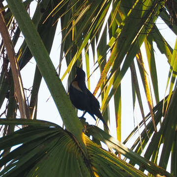 Image of Tawny-shouldered Blackbird