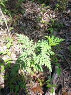 Image of annual ragweed