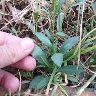 Image of Erigeron longipes DC.