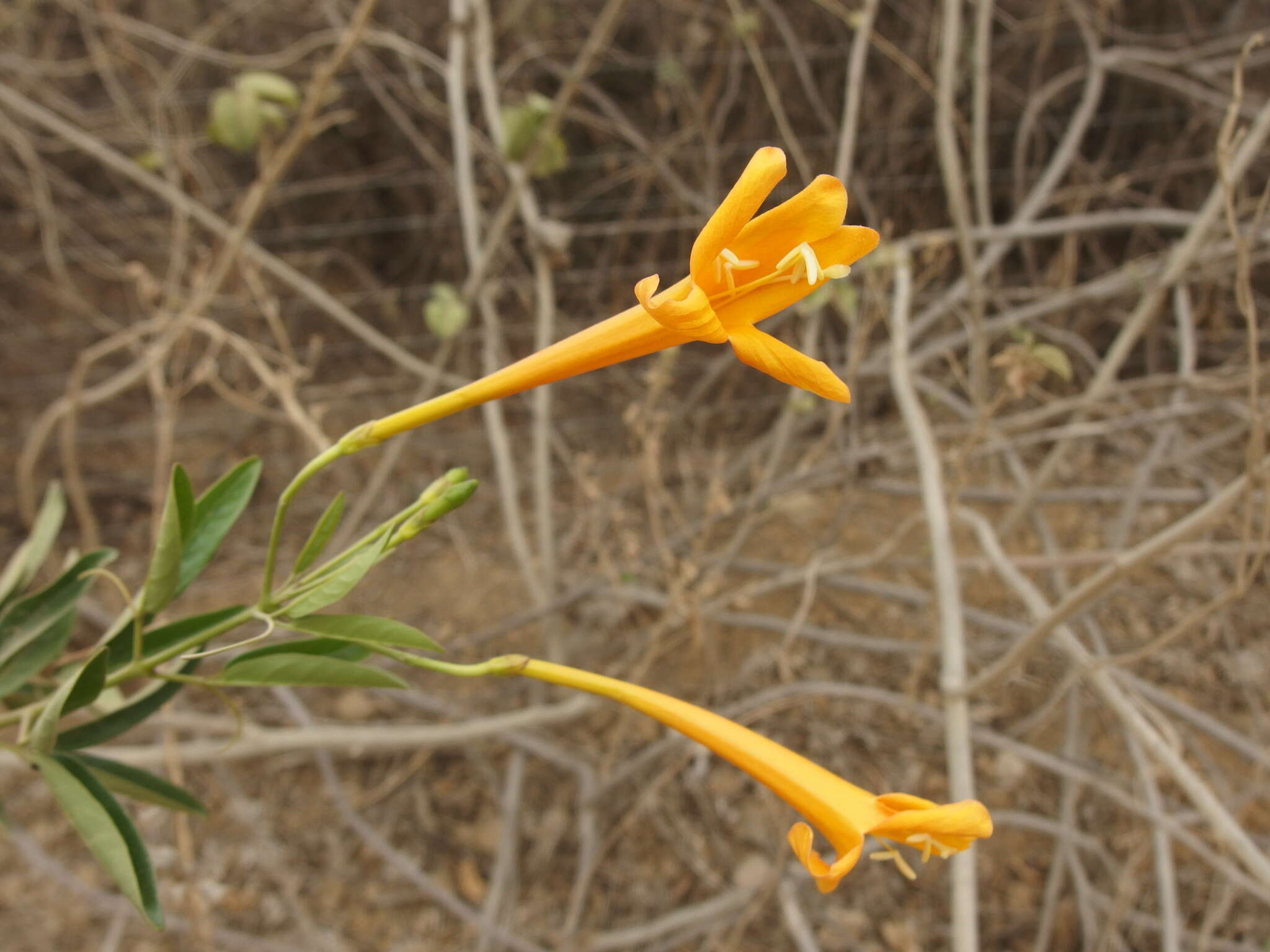 Image of Bignonia longiflora Cav.