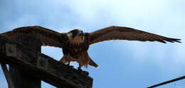 Image of Lanner Falcon