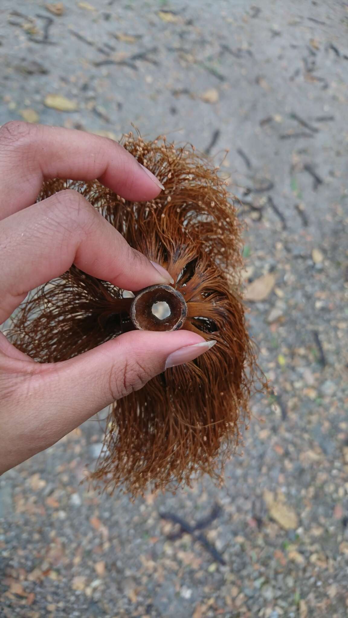 Image of Pseudobombax guayasense A. Robyns