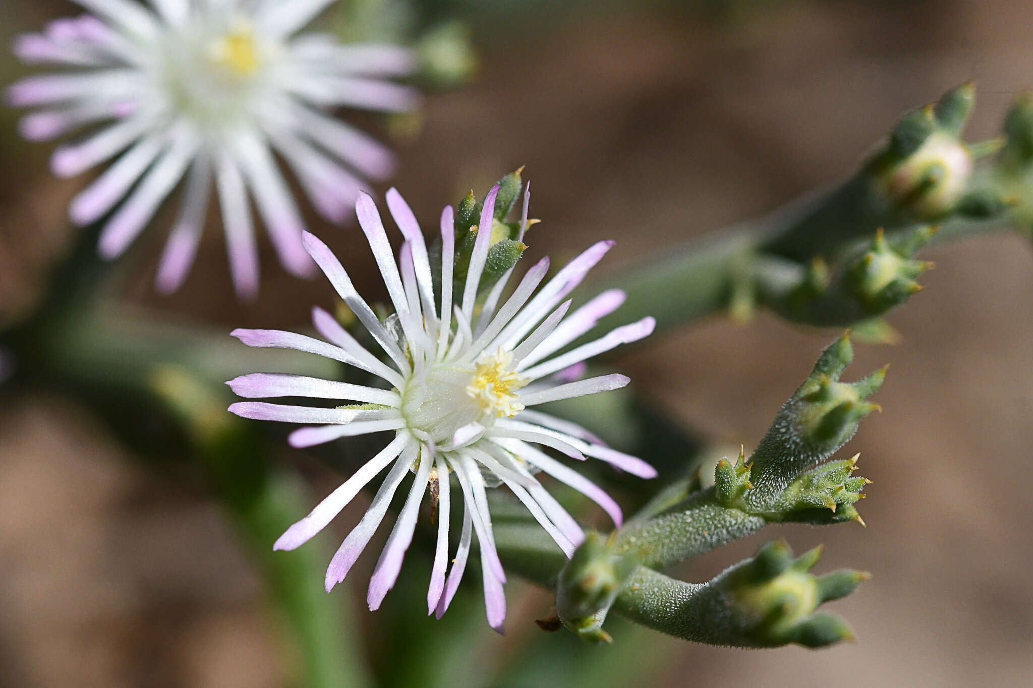 Imagem de Mesembryanthemum articulatum Thunb.