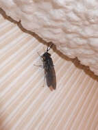 Image of Black Soldier Fly