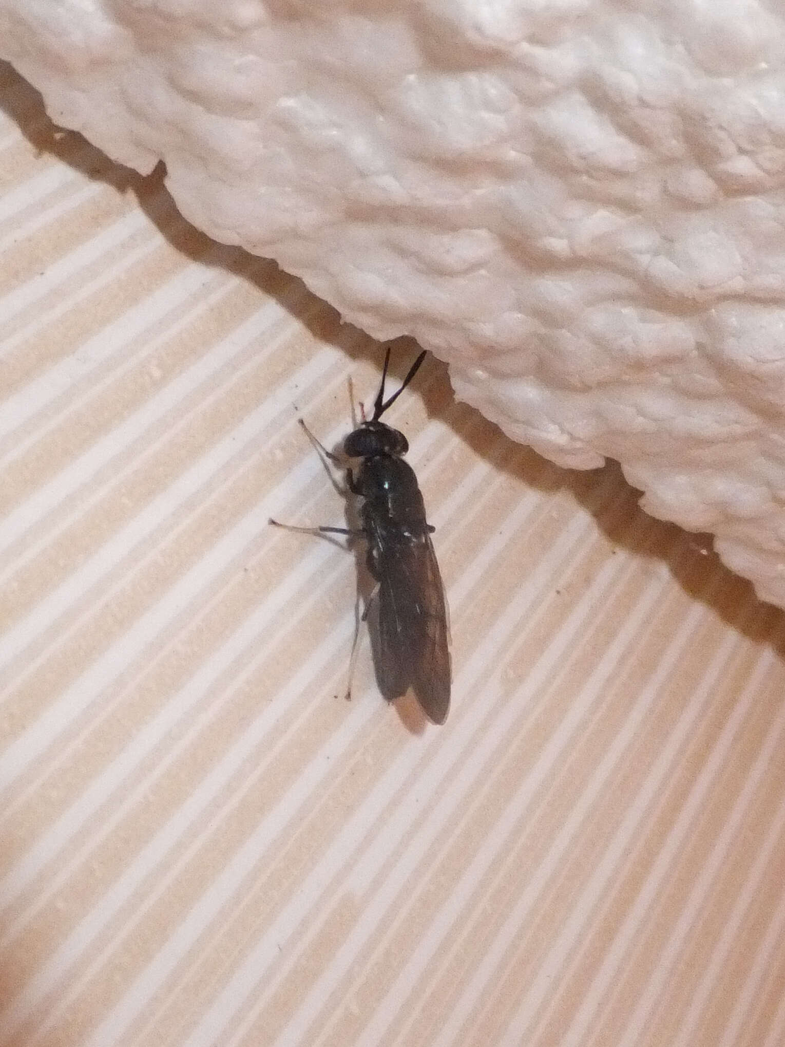 Image of Black Soldier Fly