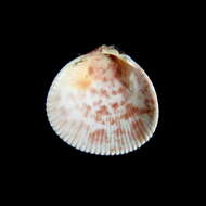 Image of Norway cockle