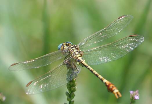 Image of Gorge Claspertail