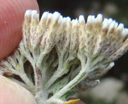 Image of Honey Flowerbush