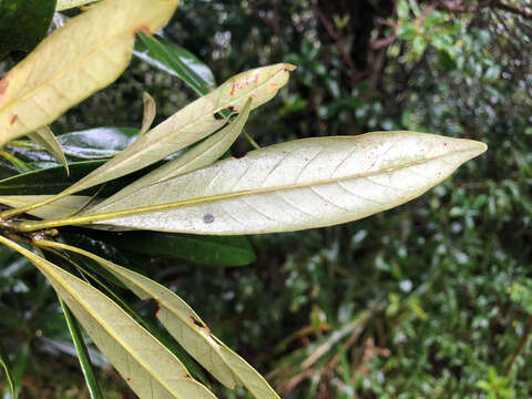 Imagem de Lithocarpus dodonaeifolius (Hayata) Hayata