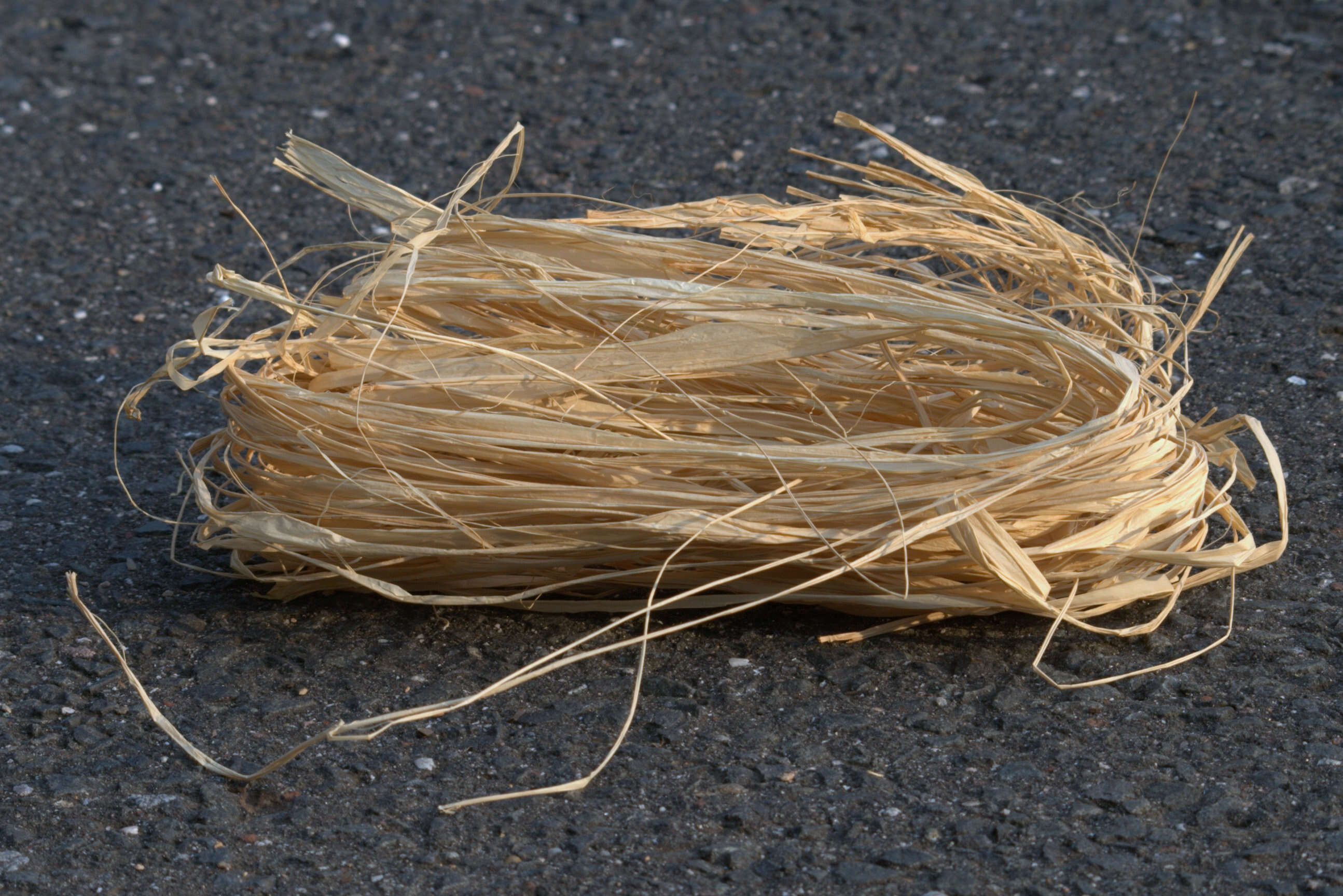 Image of raffia palm