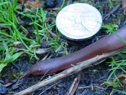 Image of Northern Rubber Boa