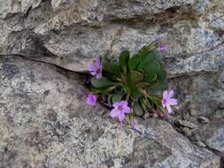 Image of alpine springbeauty