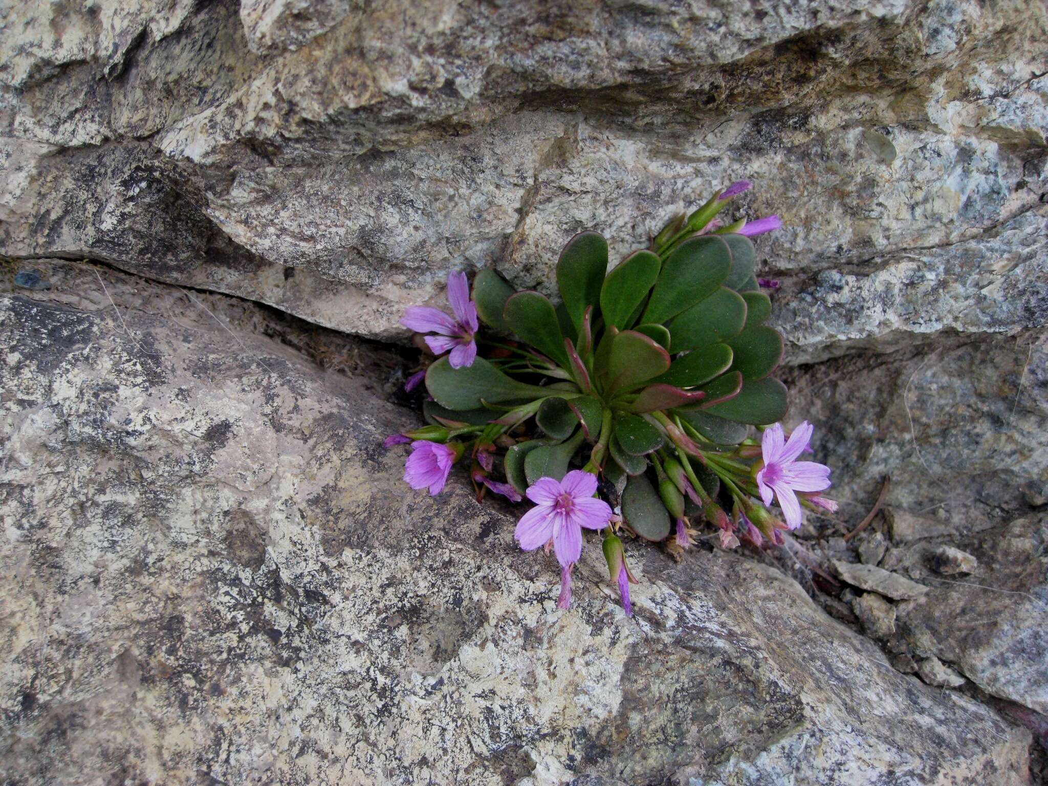 Image of alpine springbeauty