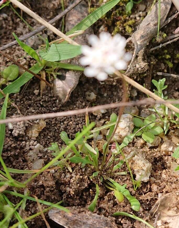 Imagem de Teesdalia coronopifolia (Bergeret ex Steud.) Thell.