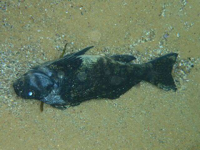 Image of Cockatoo fish