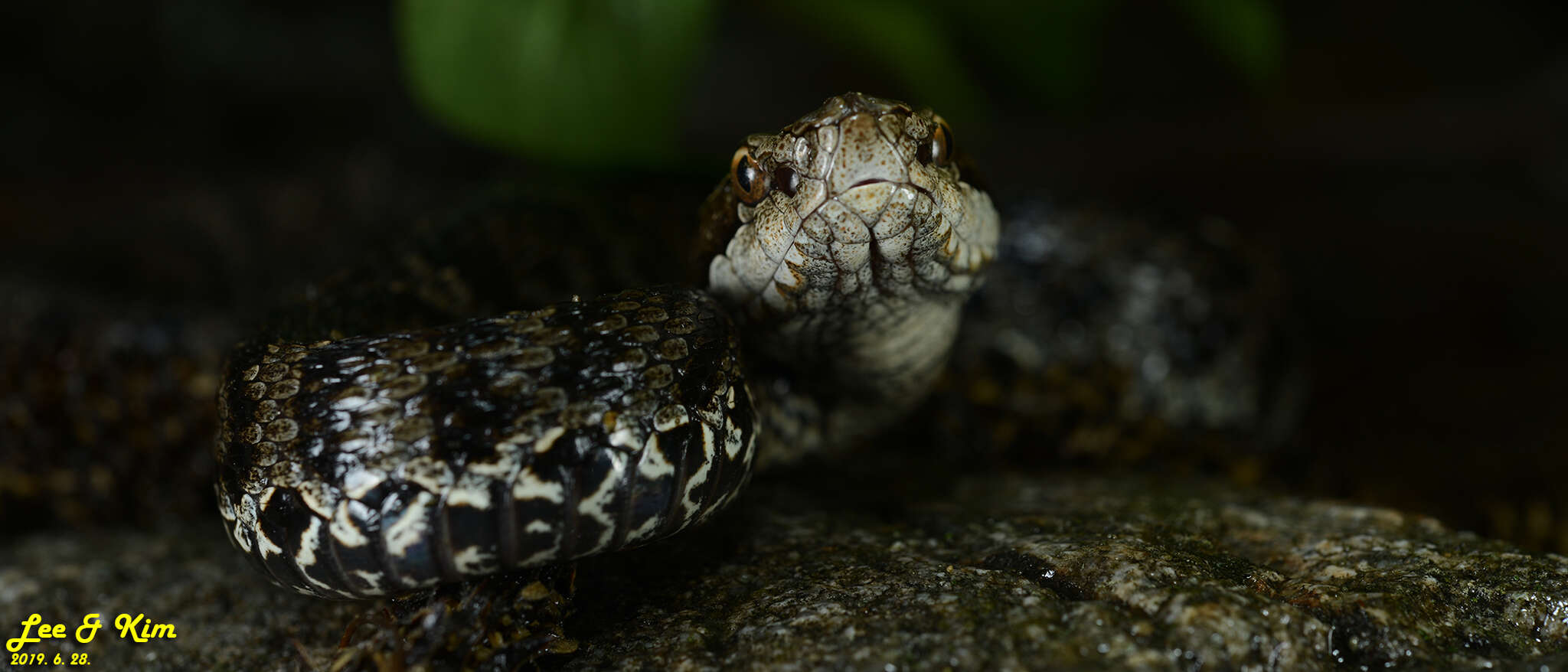 Image of Gloydius tsushimaensis (Isogawa, Moriya & Mitsui 1994)