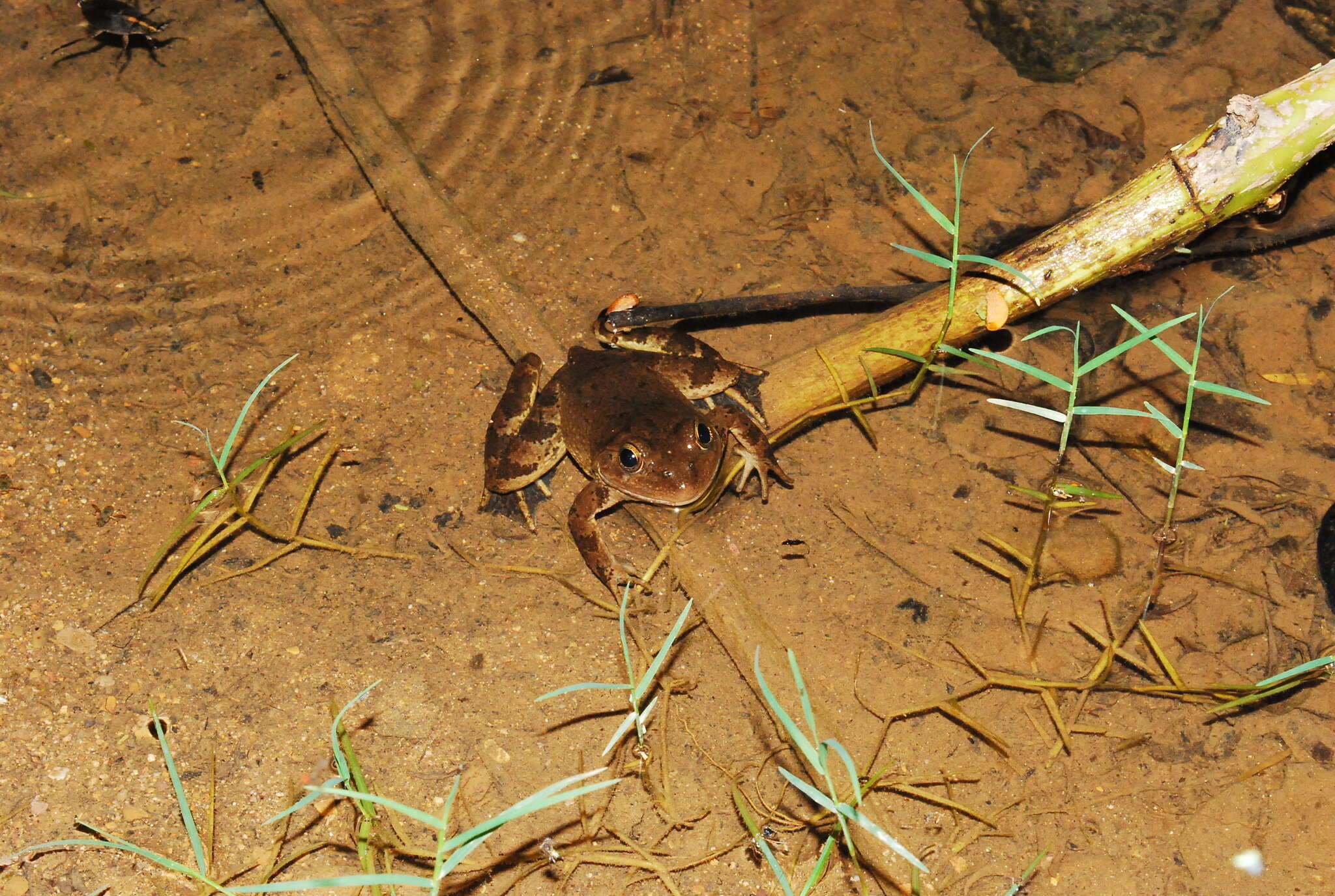 Image of Lithobates psilonota (Webb 2001)