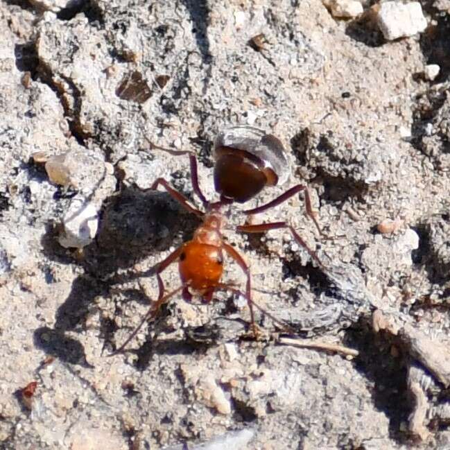 Image of Myrmecocystus placodops Forel 1908