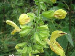 Imagem de Salvia glutinosa L.