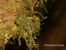 Image de Micropolypodium okuboi (Yatabe) Hayata