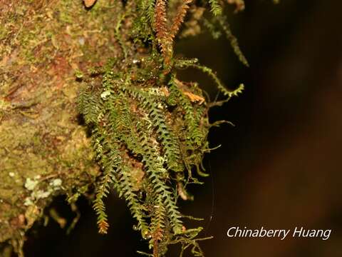 Image of Micropolypodium okuboi (Yatabe) Hayata