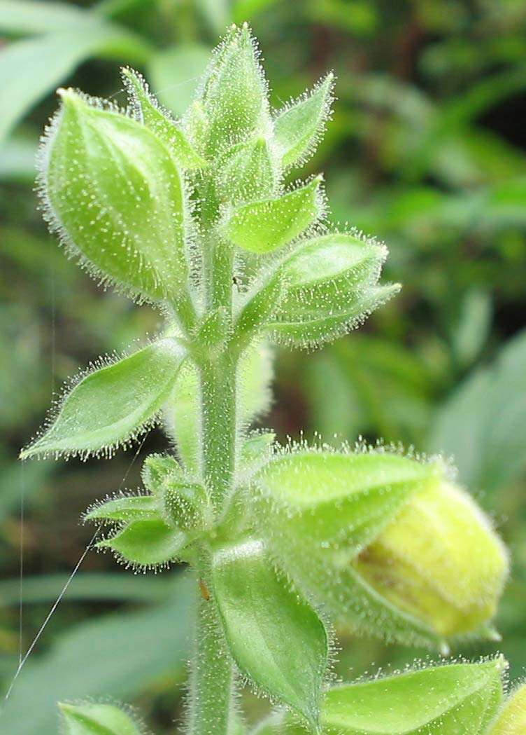 Imagem de Salvia glutinosa L.