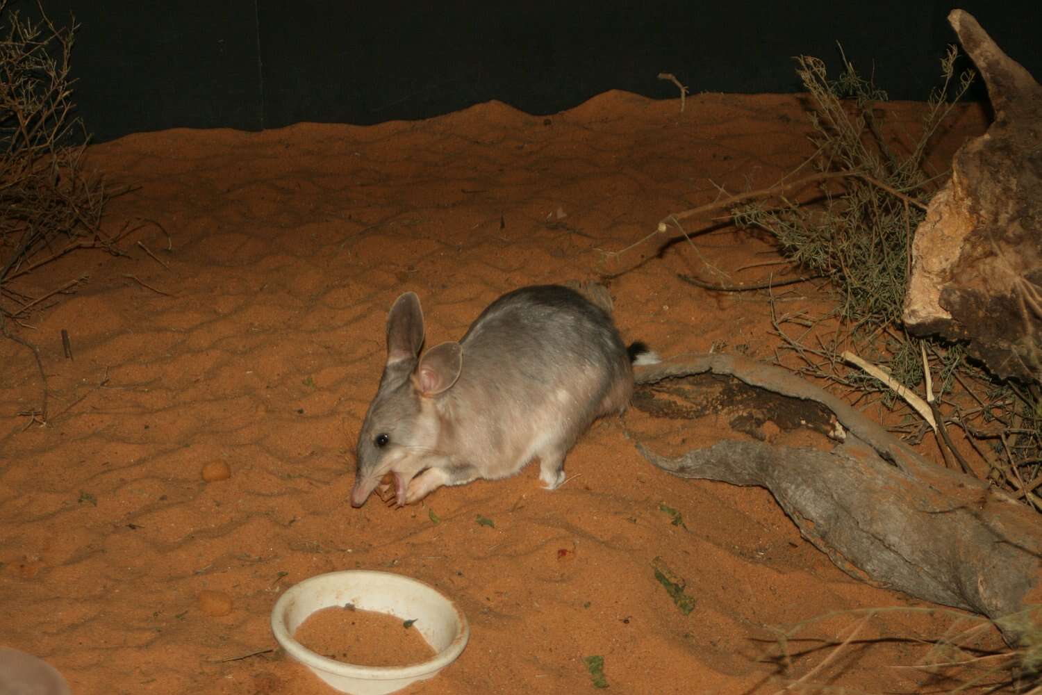 Image of rabbit-bandicoots