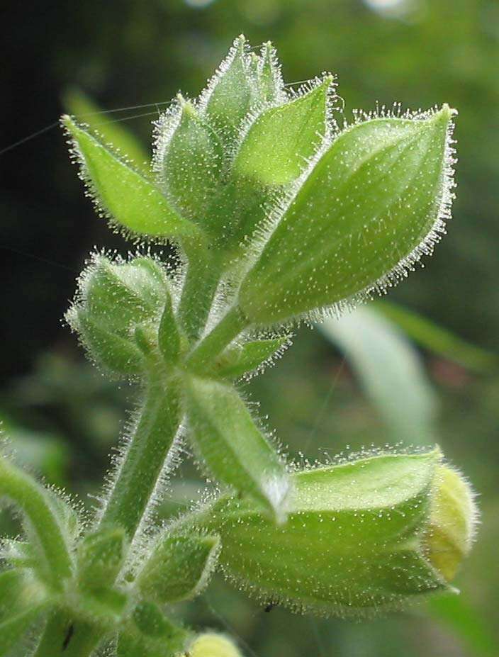 Imagem de Salvia glutinosa L.