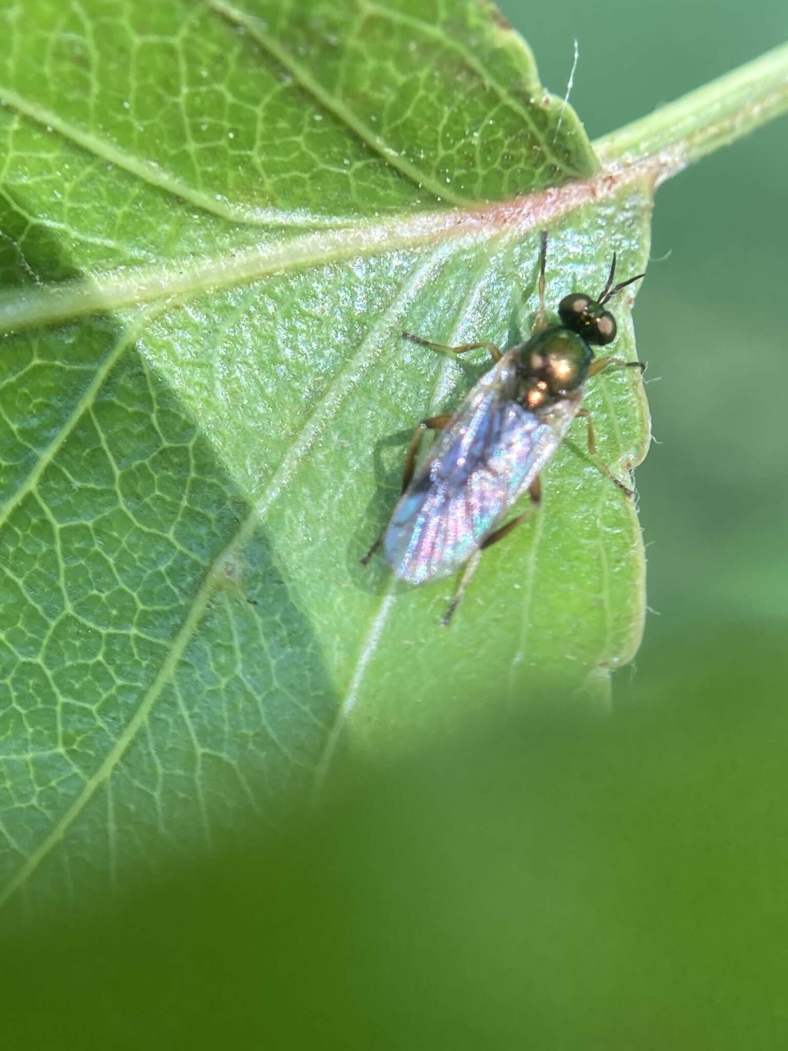 Image of Actina viridis (Say 1824)