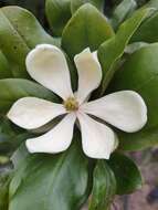 Image of Magnolia poasana (Pittier) Dandy