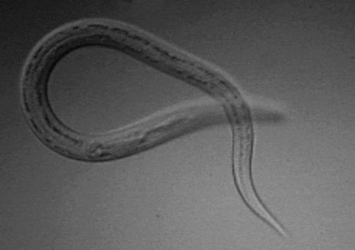 Image of <i>Necator americanus</i>