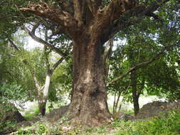 Sideroxylon persimile (Hemsl.) T. D. Penn.的圖片