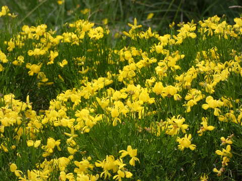 صورة Genista radiata (L.) Scop.