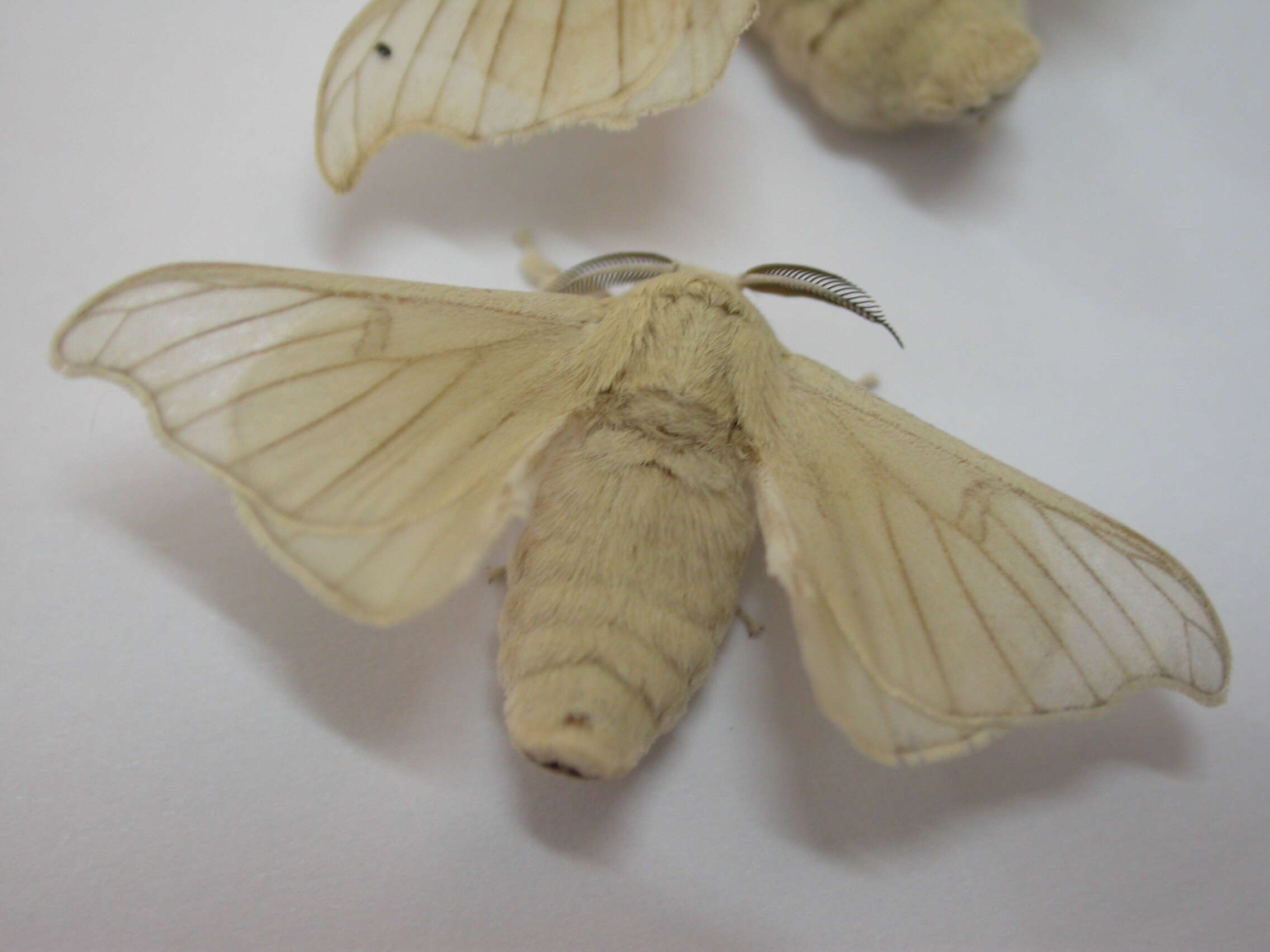 Imagem de Bombyx mori Linnaeus 1758