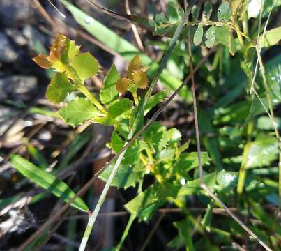 صورة Crossopetalum ilicifolium (Poir.) Kuntze