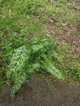 Image of Arum italicum subsp. italicum