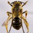 Image of Andrena hilaris Smith 1853