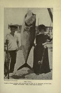 Image of Pacific Bluefin Tuna