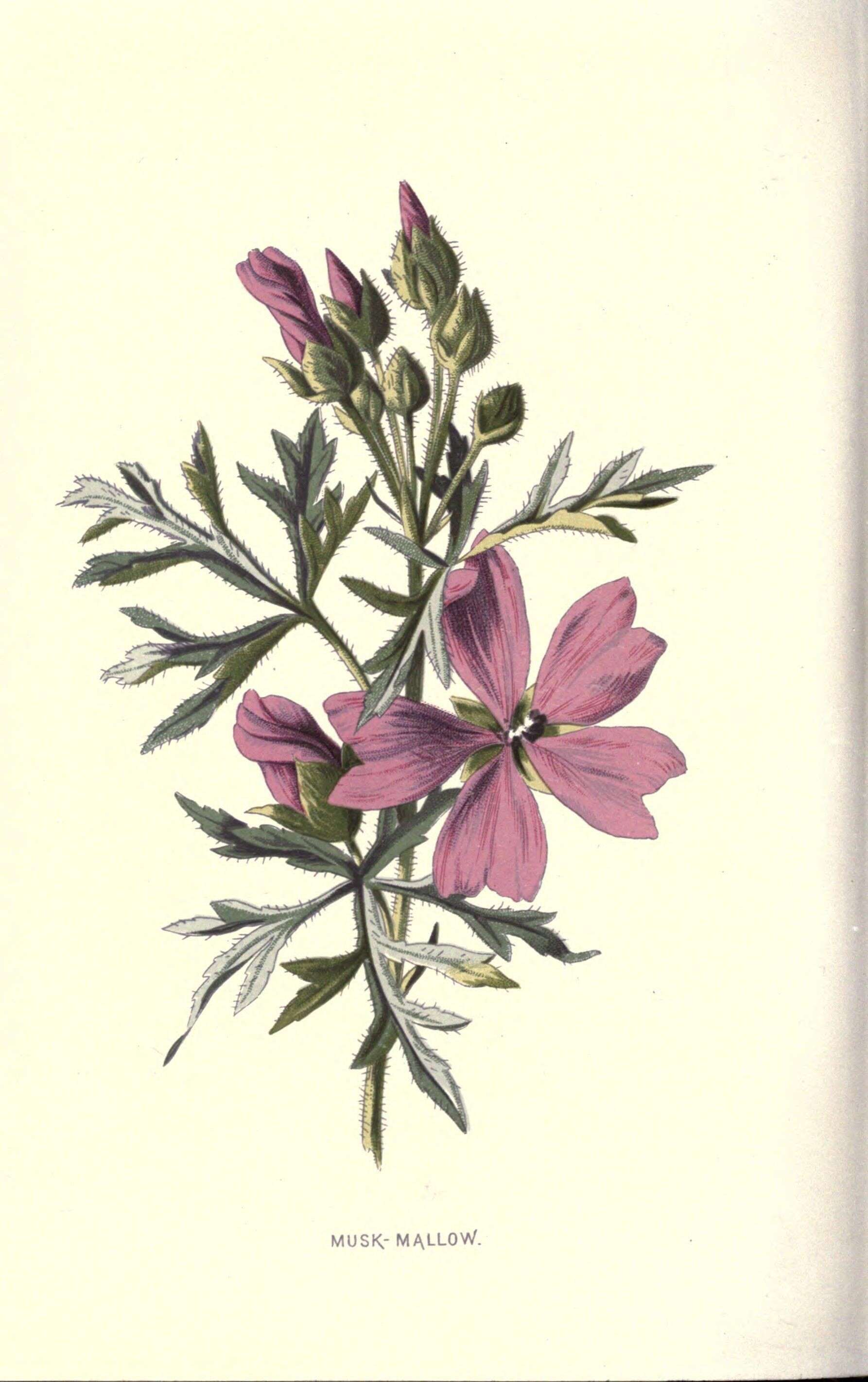 Image of musk mallow