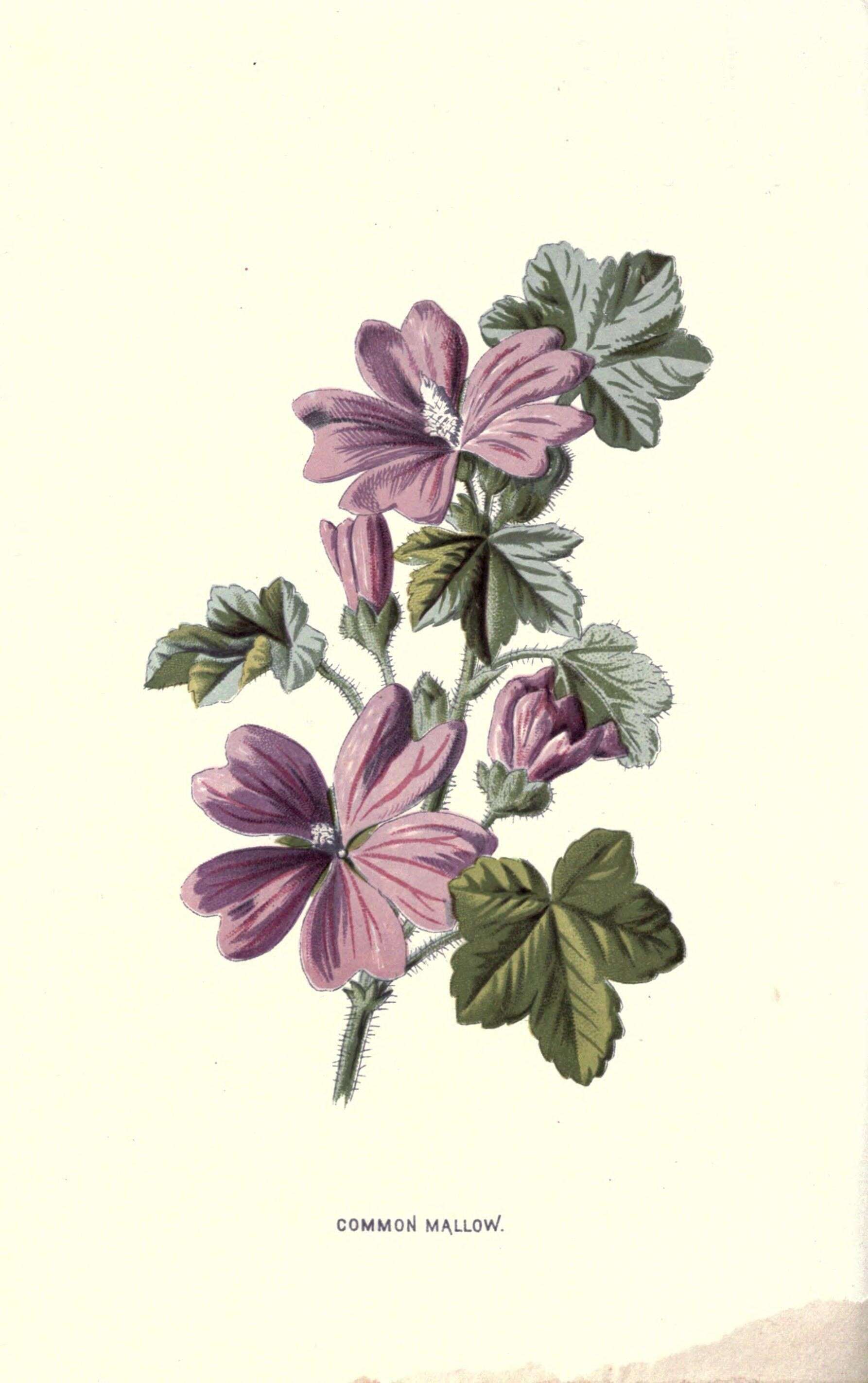 Image of high mallow