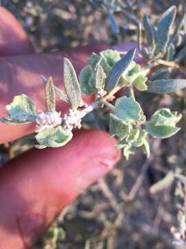 Atriplex canescens var. gigantea S. L. Welsh & Stutz的圖片