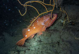 Image of Starry rockfish