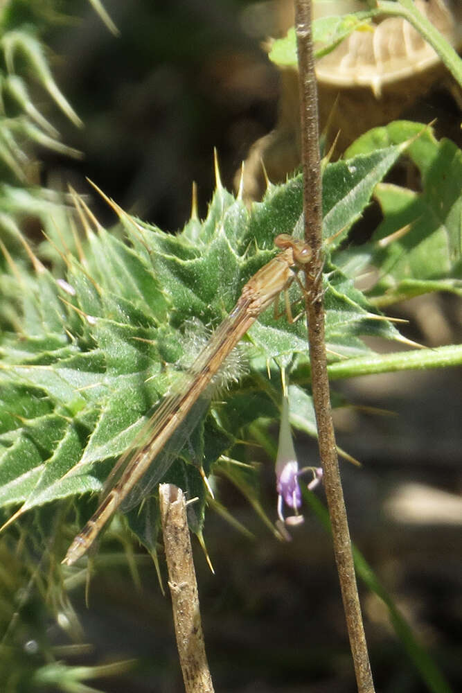 Image of Oxyagrion rubidum (Rambur 1842)