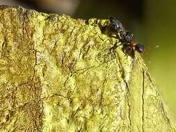 Image of Pseudomyrmex haytianus (Forel 1901)