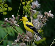 Image of American Goldfinch