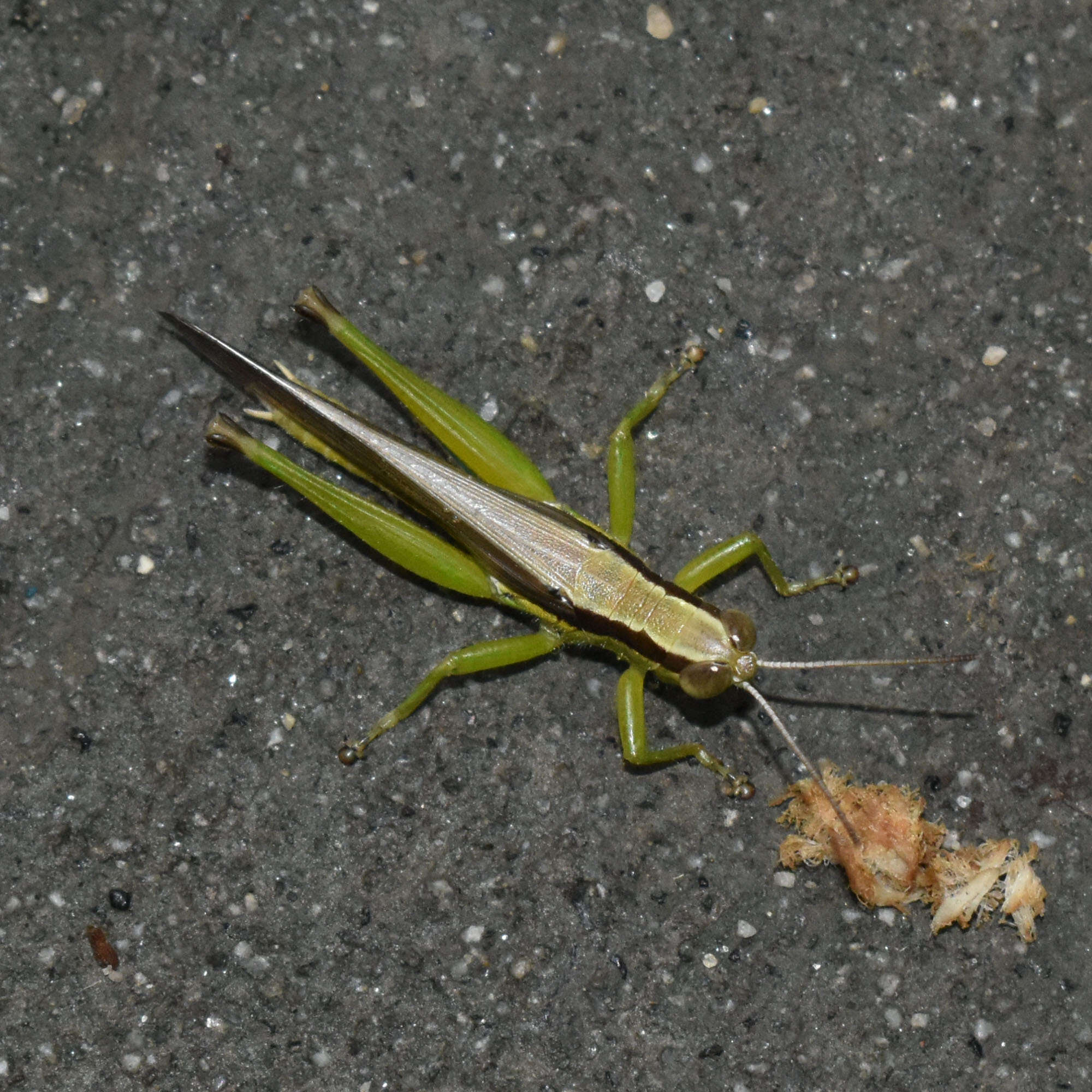 Image of Grasshopper