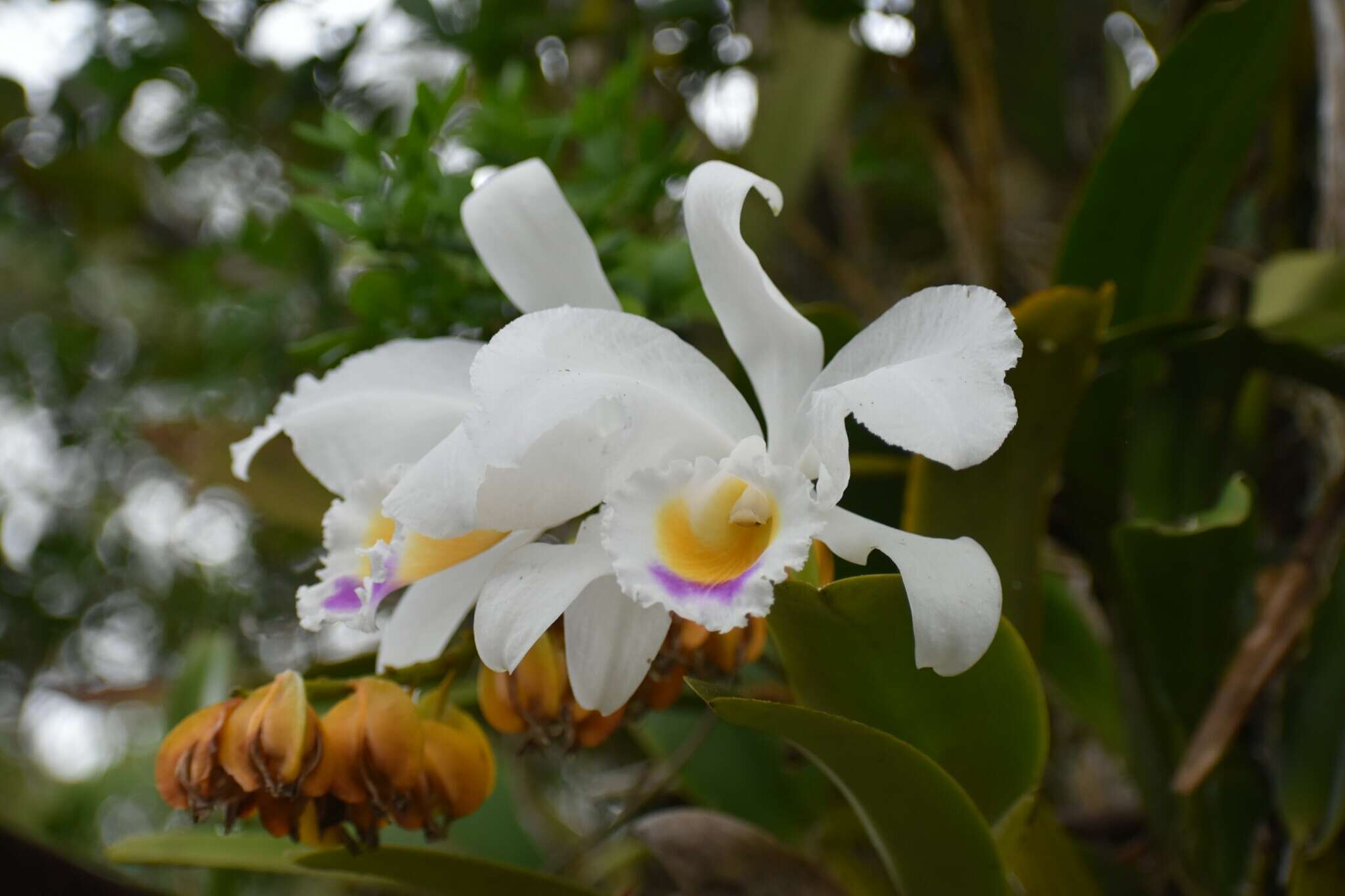 Imagem de Cattleya quadricolor B. S. Williams