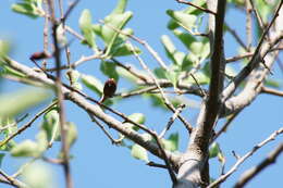 صورة Sideroxylon occidentale (Hemsl.) T. D. Penn.