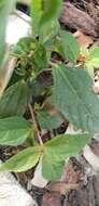 Image of Asian copperleaf